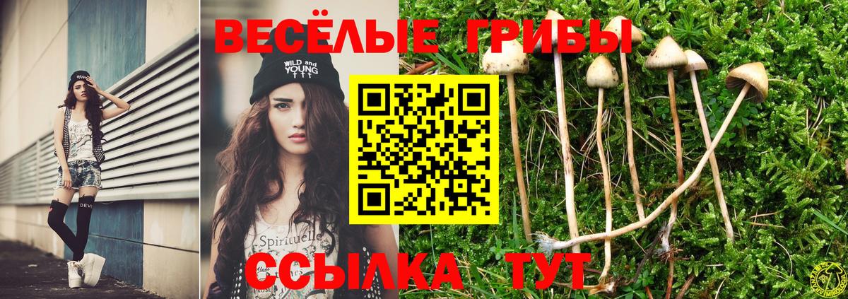 Галлюциногенные грибы Psilocybe Шатура
